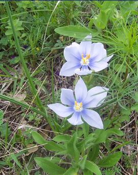 Flower :)