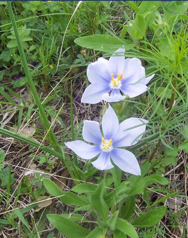 Flower :)
